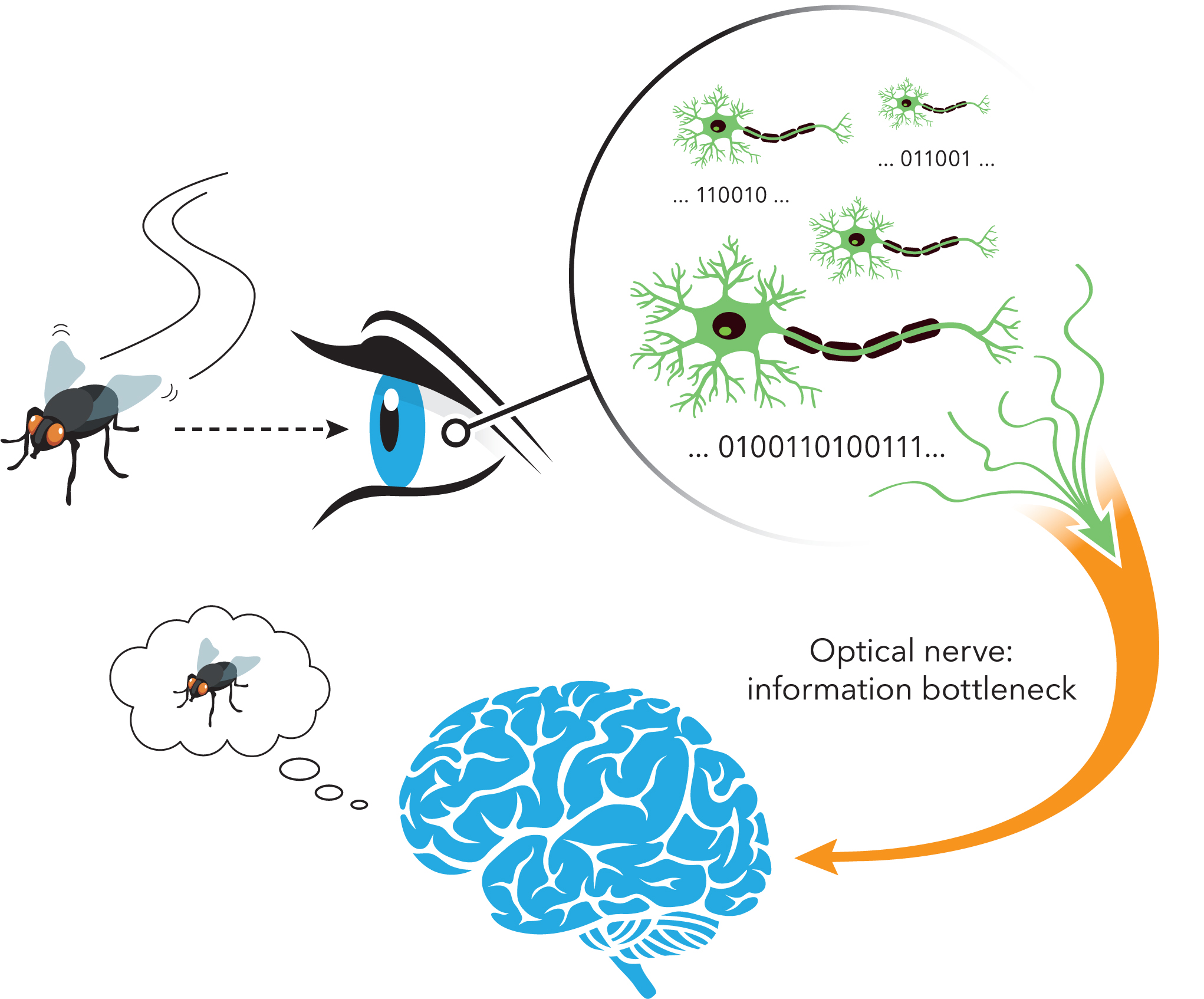 Ista Unifying The Theories Of Neural Information Encoding