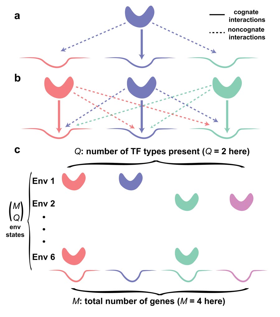 crosstalk in gene regulation