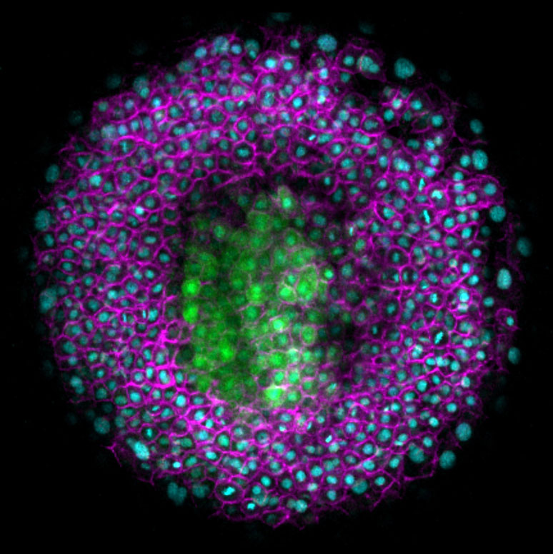 ISTA | Friction shapes zebrafish embryos