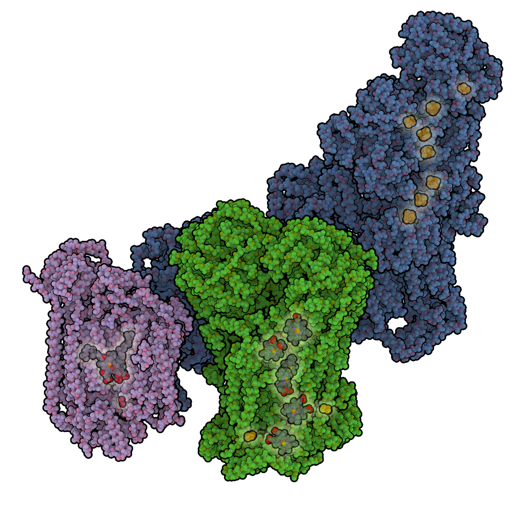 Supercomplexity ISTA | First complete architecture of respiratory supercomplexes in ...