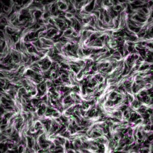 Mittels Fluoreszenzmikroskopie visualisiert Martin Loose in vitro zuvor aufgereinigte Proteine, die an der bakteriellen Zellteilung beteiligt sind.