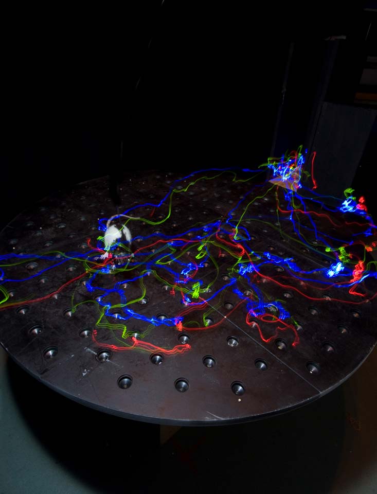 Ultra-slow exposure image of a memory experiment on a cheeseboard maze. © IST Austria – Csicsvari group