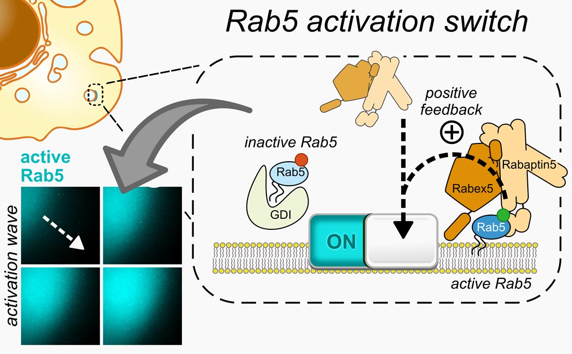 Rab5 is a molecular switch that controls intracellular membrane traffic. It can collectively switch on and bind the membrane surface through positive feedback in activation, which results in travleing waves of activation across the membrane. 