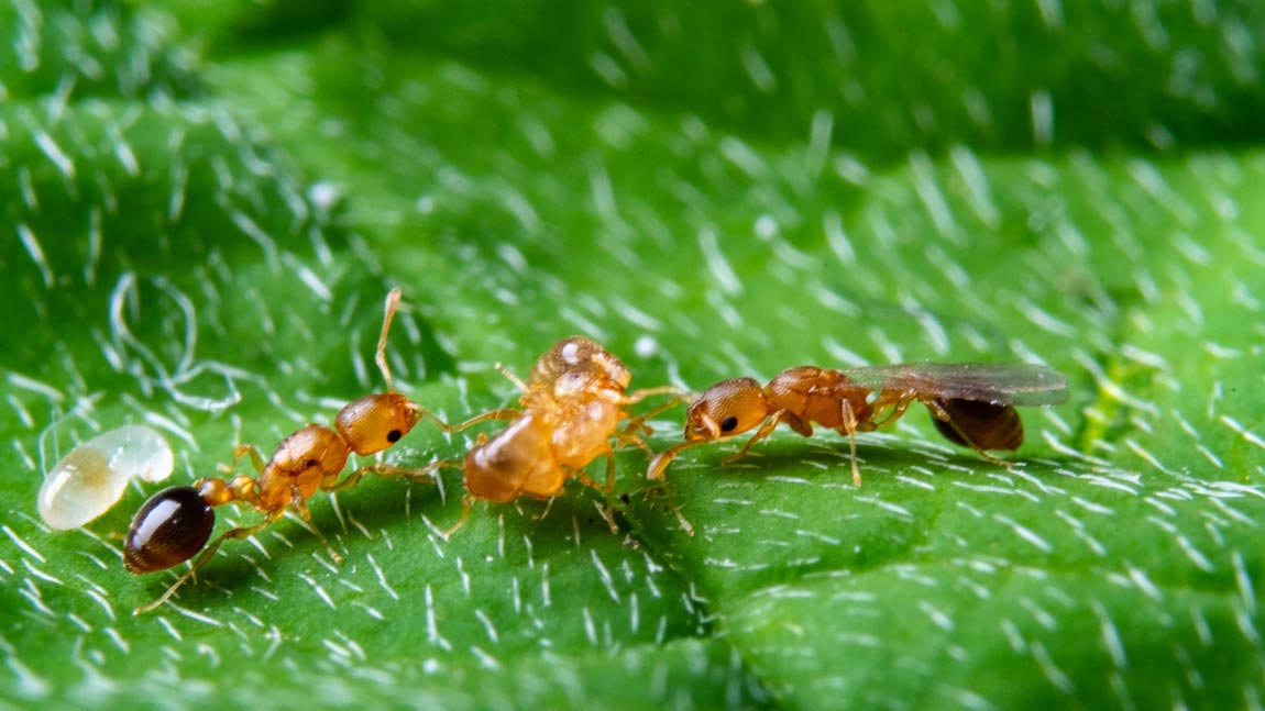 Two males fight over the favor of the virgin queen (on the right with wings). On the left in the picture is an already mated queen. © Sina Metzler und Roland Ferrigato /IST Austria