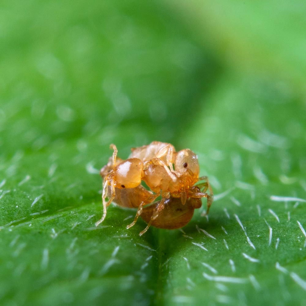 Wingless male ants of the species Cardiocondyla obscurior are true fighters. © Sina Metzler und Roland Ferrigato /IST Austria