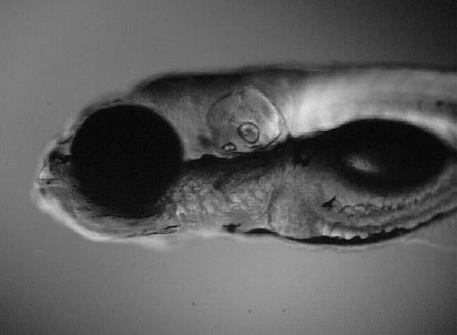 Bright-field side-view of a 5-day old zebrafish embryo showing its 3D body shape (© Carl-Philipp Heisenberg)