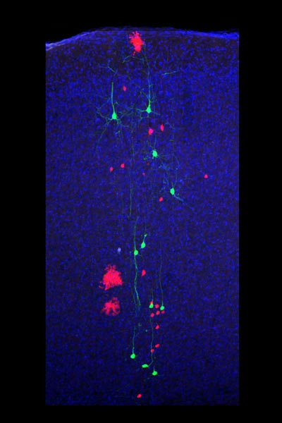 Simon Hippenmeyer neocortex IST Austria