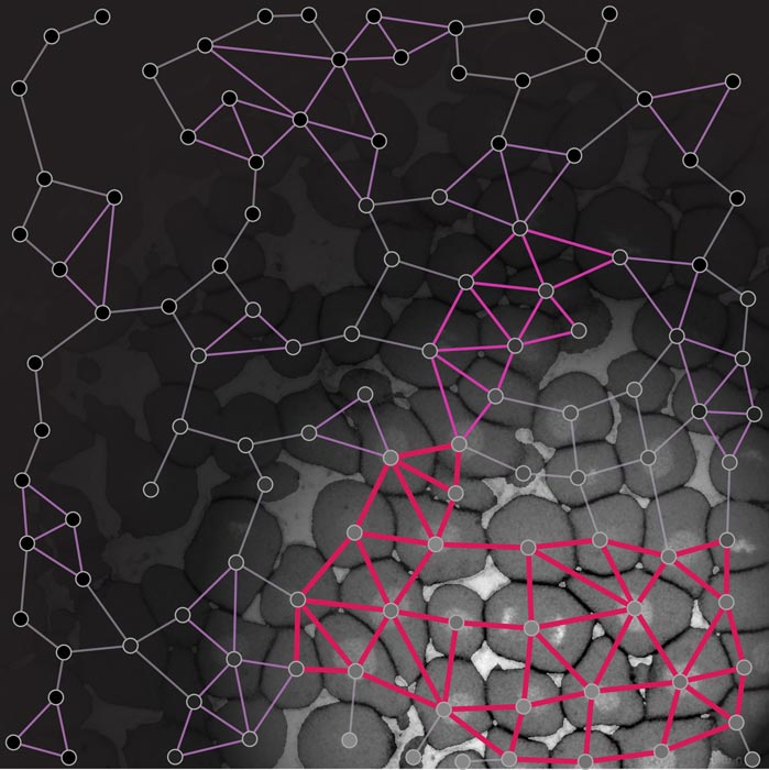 Drastic changes in tissue material properties are crucial in development and disease. Rigidity percolation theory, a concept used in material science, can accurately probe material phase transitions in vivo in the zebrafish blastoderm.
The image shows a connectivity map of the early zebrafish embryo, where the different rigid areas are highlighted (magenta). © Nicoletta Petridou, Bernat Corominas-Murtra, IST Austria