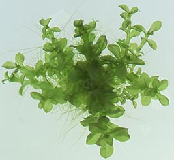 Physcomitrella Patens IST Austria Jiři Friml