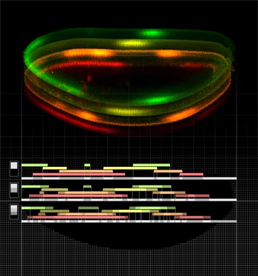 Image of expression of 4 gap genes in Drosophila embryo