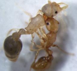 Image of older ant attacking younger ant