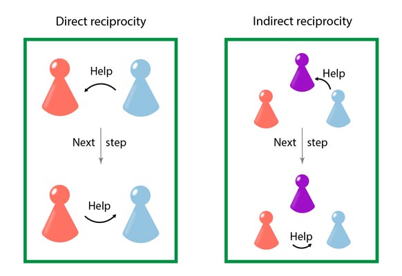 Illustration of direct and indirect reciprocity. Direct reciprocity: First, Blue helps Red. In the next evolutionary step in the simulation, Red remembers that and now in turn helps Blue. Indirect reciprocity: First, Blue helps Violet and Red is observing. In the next evolutionary step, Red knows about the good reputation of Blue and now helps them too. © Laura Schmid