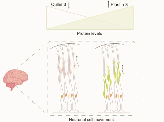 IST Austria 2021Defective Cullin 3 gene leads to accumulation of Plastin 3 protein