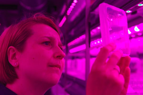 Checking the seedlings in the in vitro room. (c) IST Austria