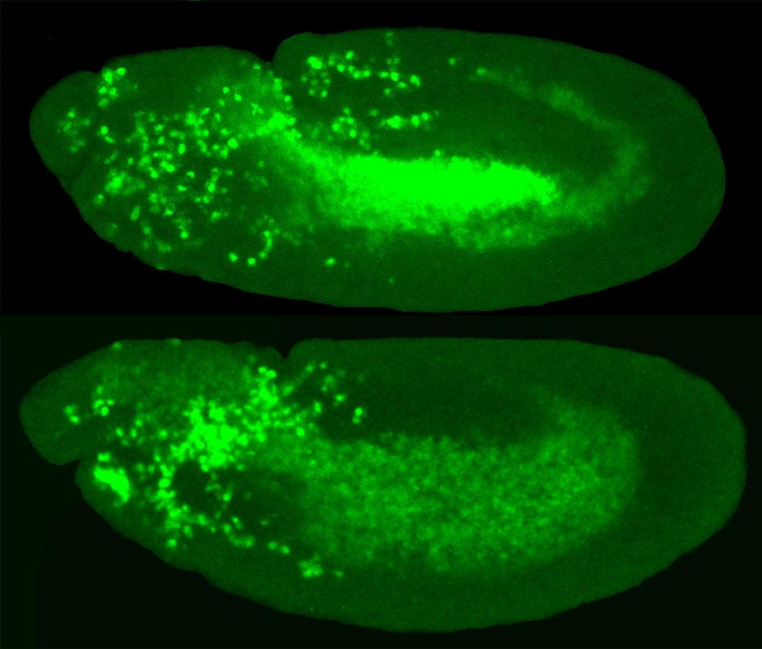 Immune cell invasion. While in the above picture immune cells (bright green) are able to invade the tissue of the fruit fly embryo on the central top side, they are less successful when their protective shell is weakened (picture below). © Stephanie Wachner / IST Austria