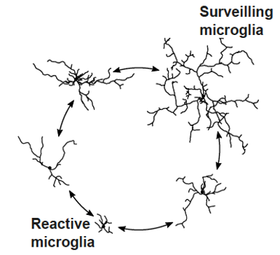 Variety in microglia cells © ISTA