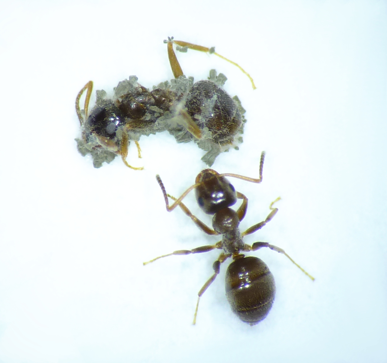 Lasius Mit Cadaver (c) Matthias Konrad, ISTA