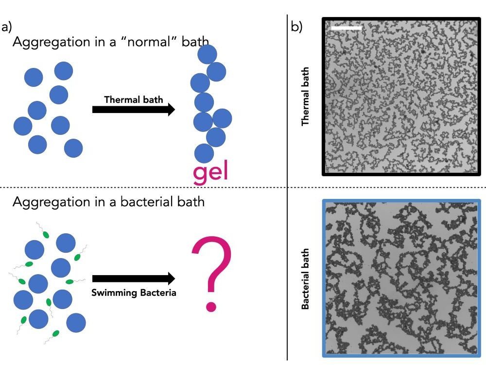 An active bath of swimming bacteria. (A) Aggregation of sticky beads in a thermal (normal) bath or in a bath of swimming bacteria. (B) Experimental aggregation in the thermal or the bacterial bath, showing the formation of visually distinct gel structures