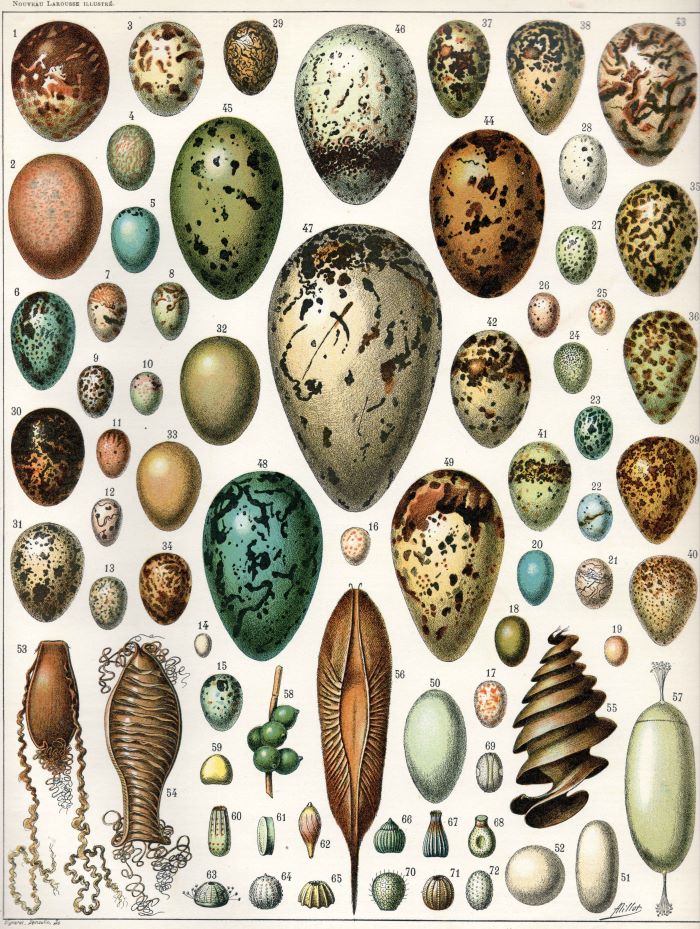 Adolphe Millot - Eggs