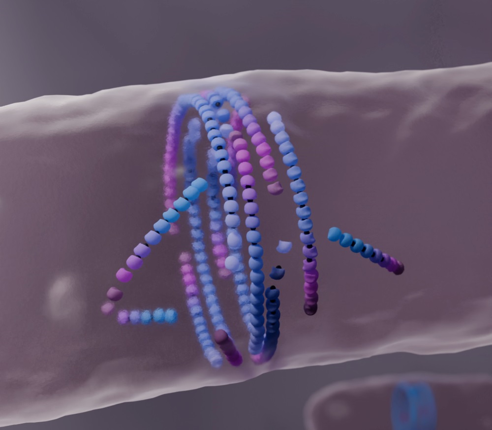 Computer Simulation Of Filaments Assembling Into A Division Ring In The Middle Of The Cell