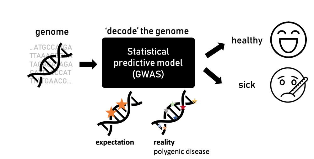 Statistical predictive model (GWAS)