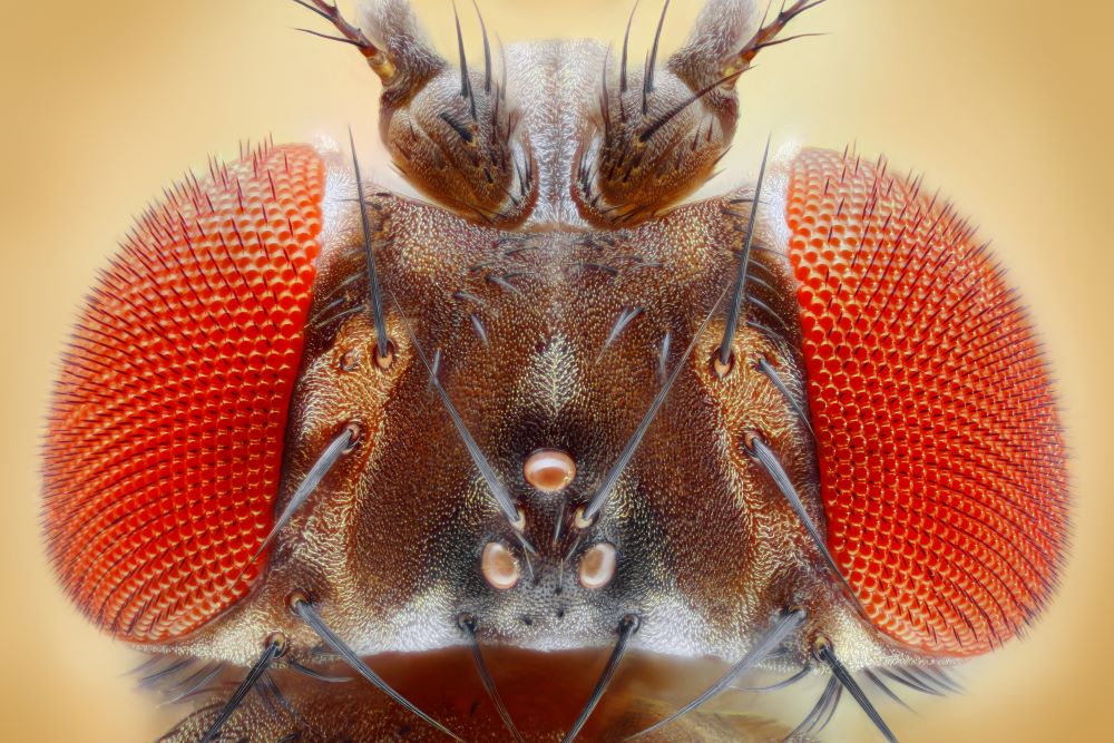 The fruit fly. Drosophila is a key model organism across multiple scientific fields, contributing to many discoveries in genetics, developmental biology, evolutionary biology, and other fields.