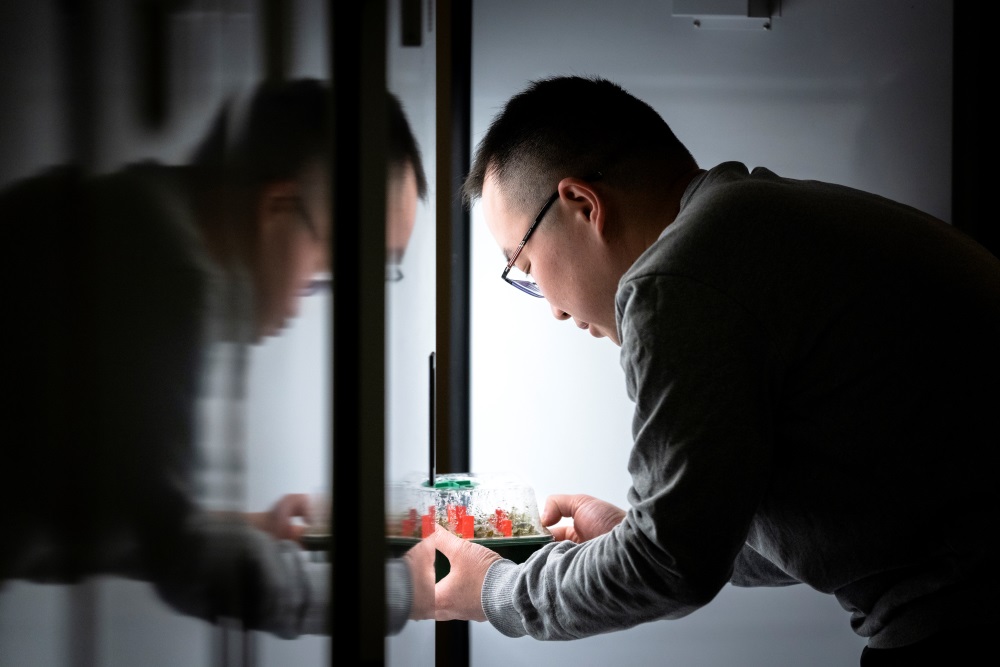 Huihuang Chen picks up a growth chamber containing Arabidopsis thaliana.