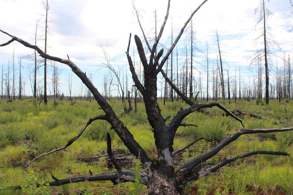 Charred Tree (c) Anastasiya Kurka V1 Die durch Feuer verursachten Schäden sind in der Waldtundra deutlich erkennbar.