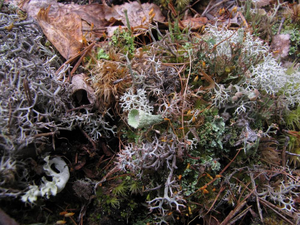 Lichen 1 (c) Evgeniya Pravdolyubova V1 Eine Ansammlung von Flechten an einem einzelnen Standort in der Tundra.