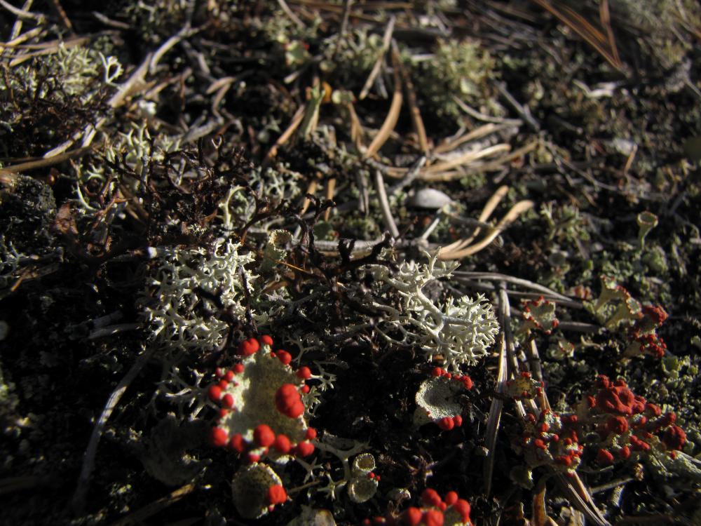Lichen 2 (c) Evgeniya Pravdolyubova V1 Leckere Flechten. Das Bild zeigt Cladonia uncialis und Cetraria ericetorum, die beide von Rentieren verspeist werden.