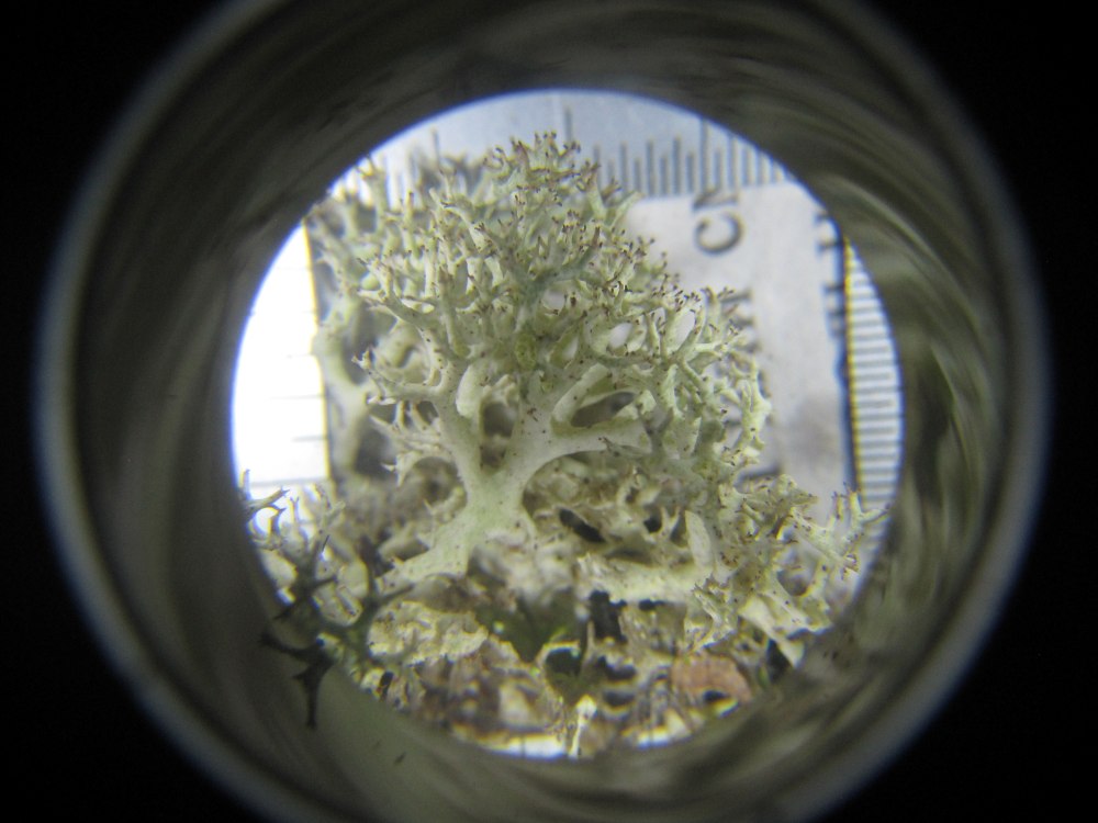 Lichen Under Microscope © Evgeniya Pravdolyubova V1 Flechten unter dem Mikroskop.