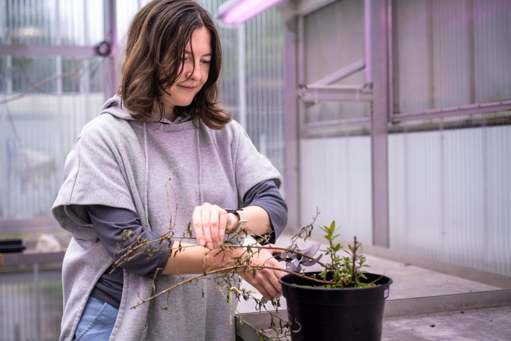 Publication 6 V1 PhD Studentin Evgeniya Pravdolyubova schneidet Löwenmäulchen zurecht.