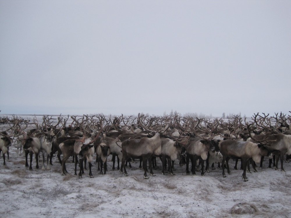 Reindeer In The Tundra (c) Ramona Heim V1 Eine Rentierherde in der Nähe von Salechard auf der Jamal-Halbinsel.