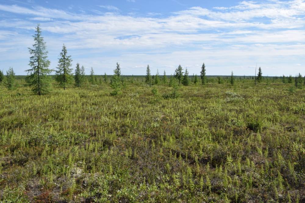 Tundra After Fire (c) Daniel Rieker V1 Tundragebiet im Tasowski Rajon
