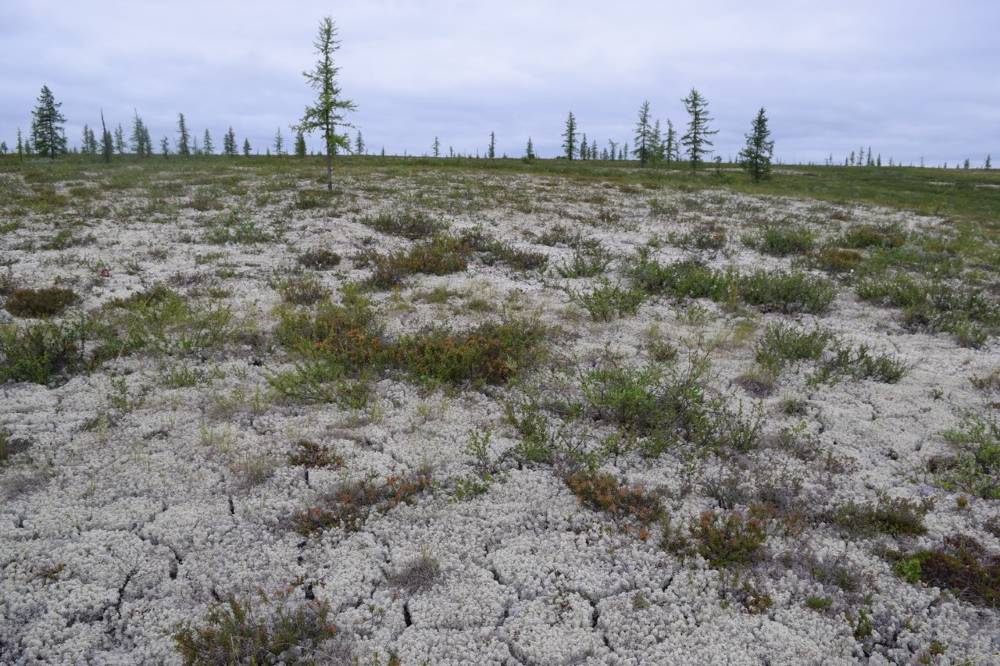 Tundra No Fire (c) Daniel Rieker V1 Tundragebiet im Tasowski Rajon