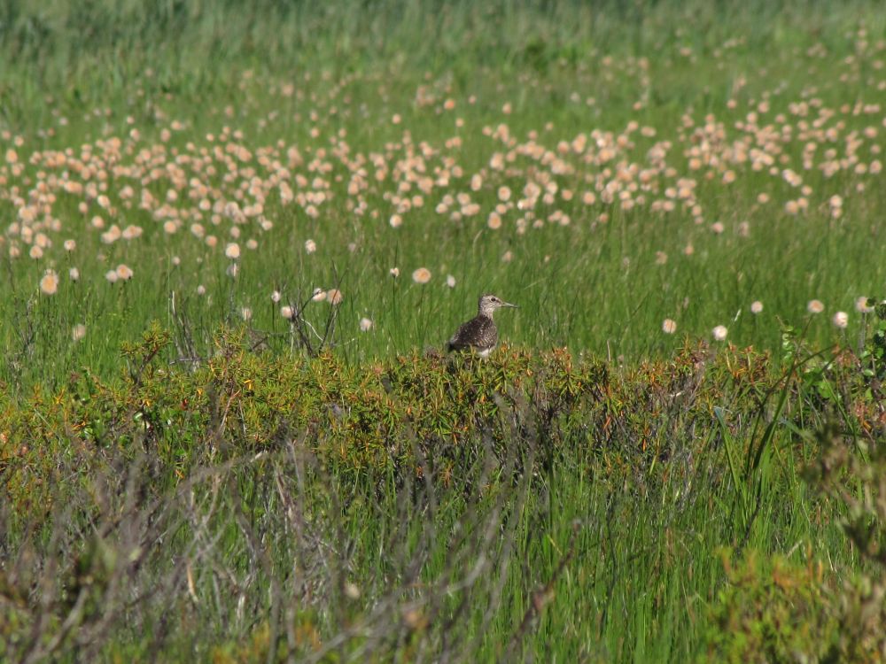 Wood Sandpiper (c) Evgeniya Pravdolyubova V1 Ein Bruchwasserläufer macht es sich auf Rhododendren gemütlich.