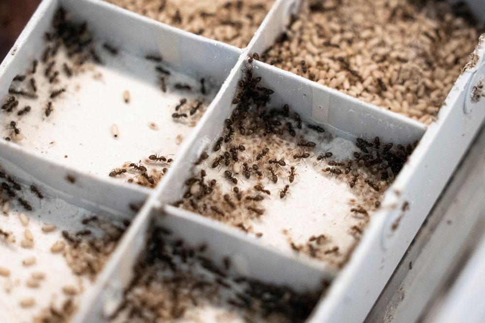 Ant colony in the ISTA lab.