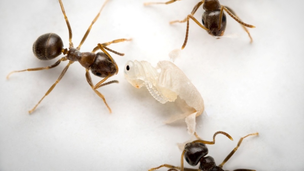 When an ant pupa signals its imminent death caused by an incurable infection, workers unpack it from its cocoon and disinfect it.