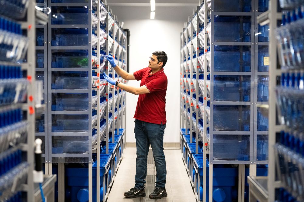 ISTA’s Aquatics Facility. Nikhil Mishra takes out a transparent box filled with zebrafish.