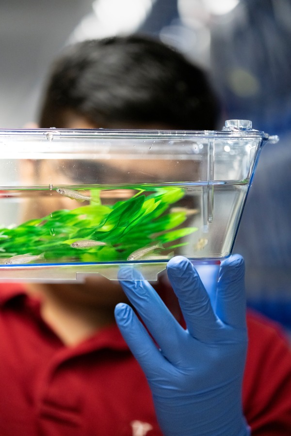 ISTA’s Nikhil Mishra is looking for tiny striped zebrafish hiding behind seagrass.