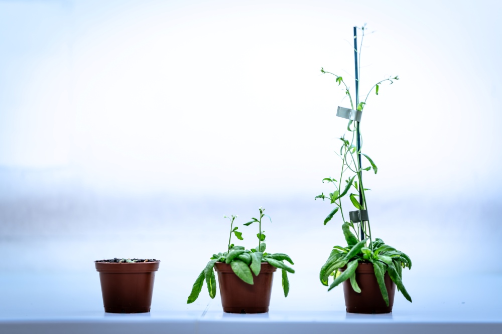 Arabidopsis thaliana plants at different developmental stages. 