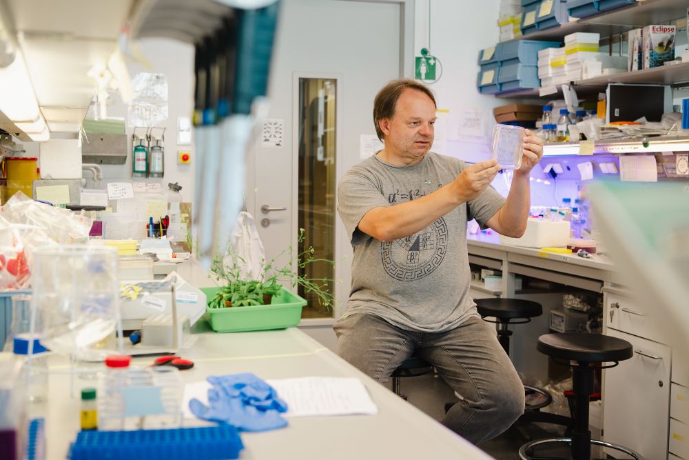 ISTA professor Jiří Friml in the lab.