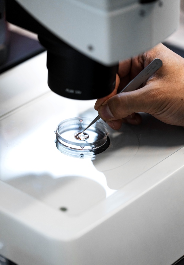 Under the microscope, the researcher positions the fish embryos, which are floating in the water.