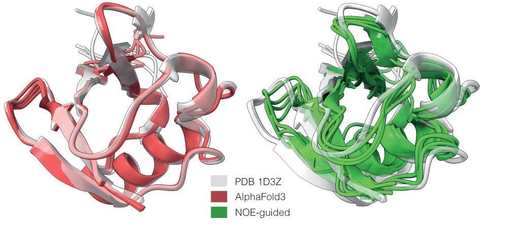 Rather than reducing heterogeneous structures to a single dominant shape, like AlphaFold3 (red), experiment-guided AlphaFold predicts a broader ensemble of ubiquitin conformations using nuclear magnetic resonance (NMR) data (green).