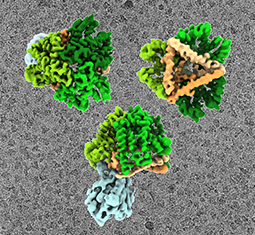 feature image