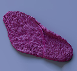 feature image