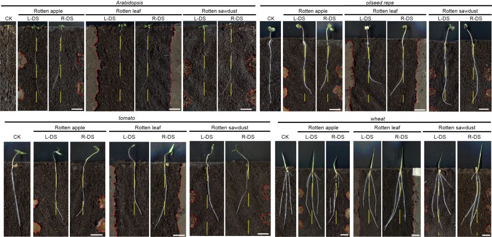 Plants bend their roots away from a rotten apple, leaf, and even sawdust.
